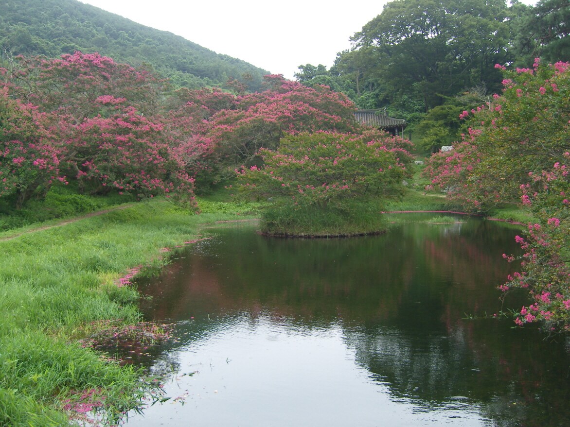 담양 명옥헌 원림 배롱나무