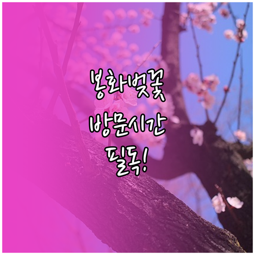 봉화 벚꽃 나들이 필수 체크리스트와 ..