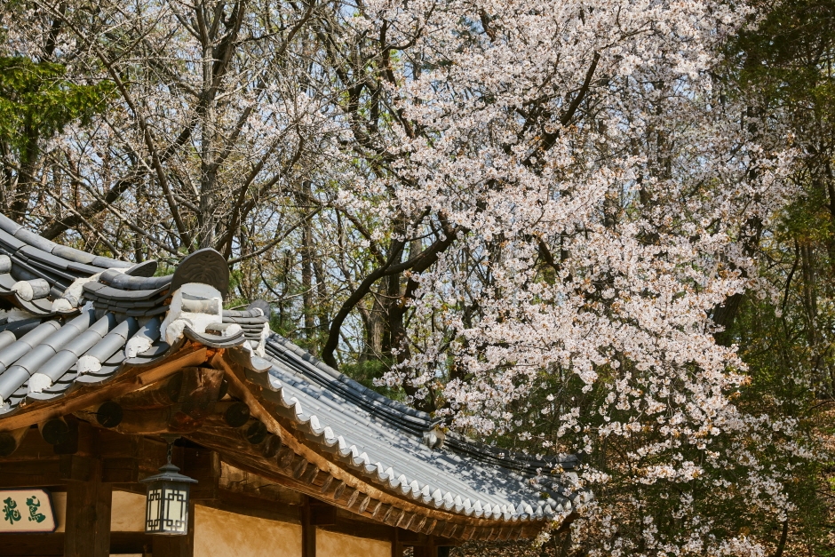 한국민속촌 봄축제 웰컴투조선