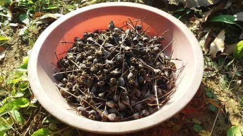 도라지-종자-채종