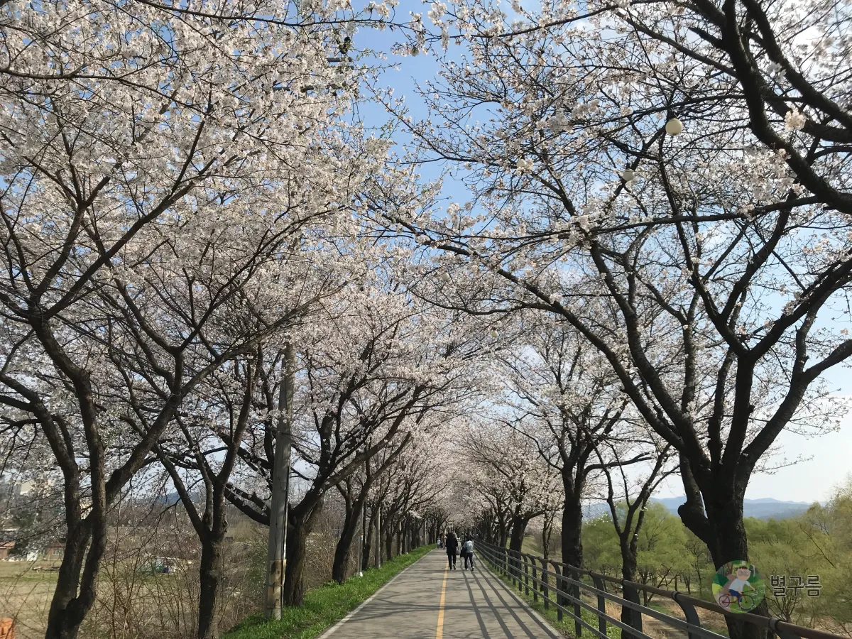 갈산공원-벚꽃-산책길-4