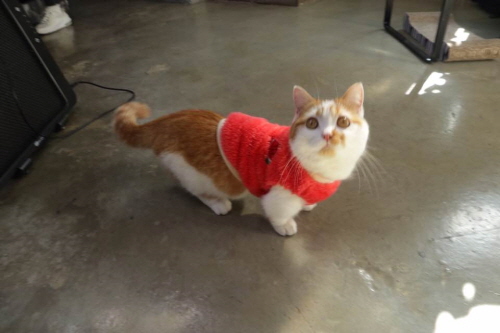 먼치킨성묘