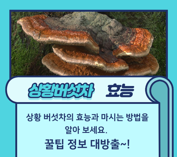상황버섯