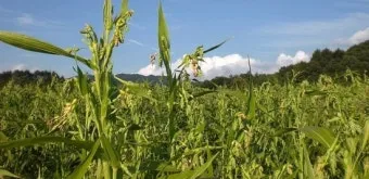 율무 재배 배수로 확보 여름 장마 대비 건조 수확_30