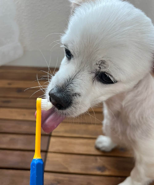 버박-치약으로-강아지-양치질