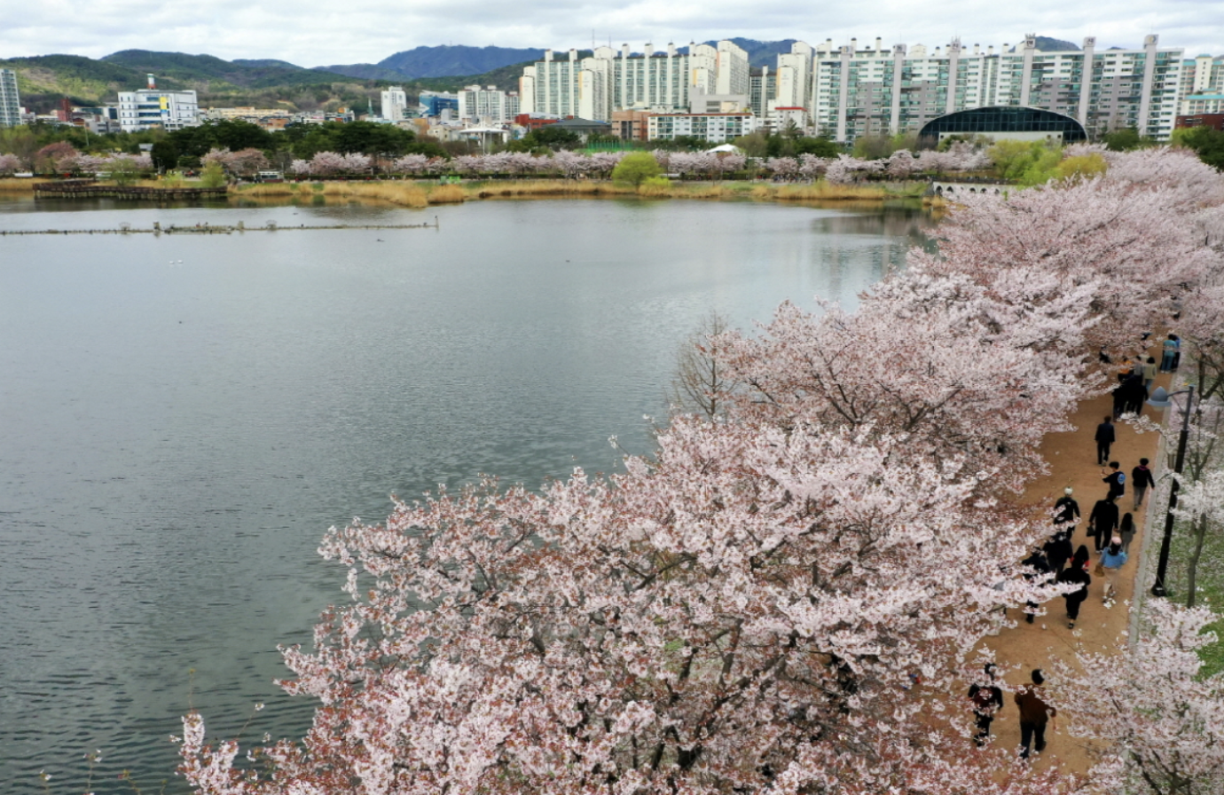 만석공원 벚꽃 수원 벚꽃 명소