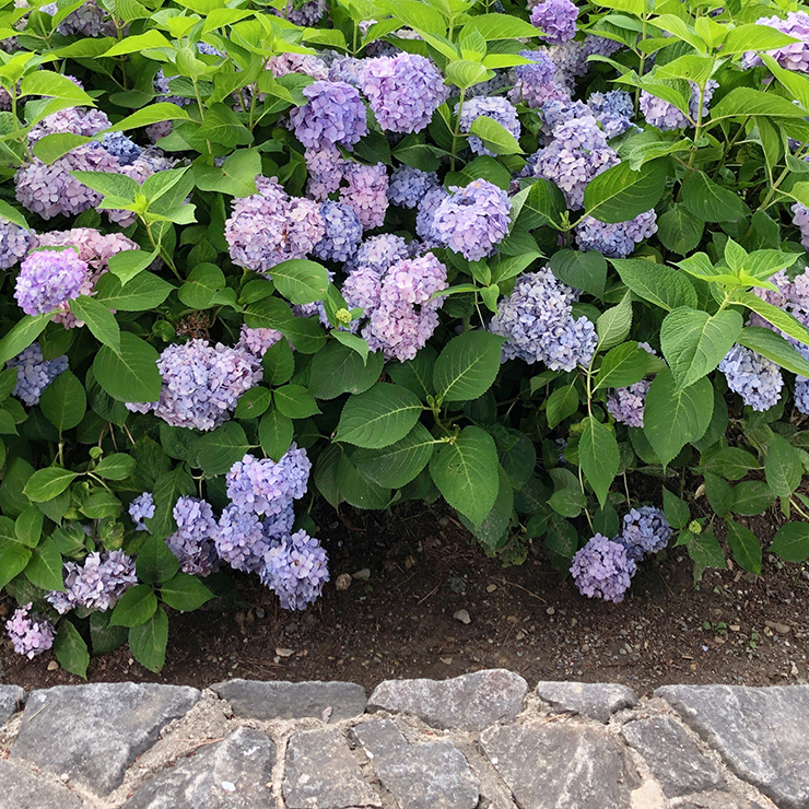 한밭수목원-수국