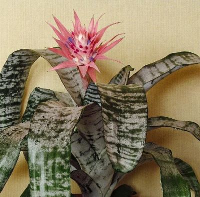 Aechmea fasciata