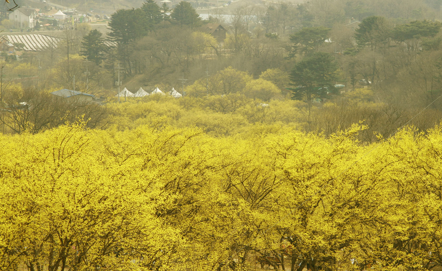 봄 여행지 추천 - 산수유 명소, 3월 여행하기 좋은곳