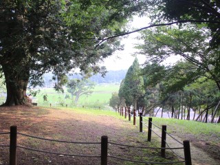 서산 유기방가옥 수선화축제 개화 상황