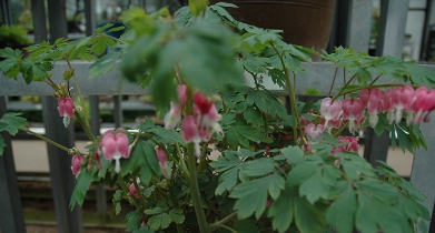 가을여행/가족여행지/추천/전북/대아수목원