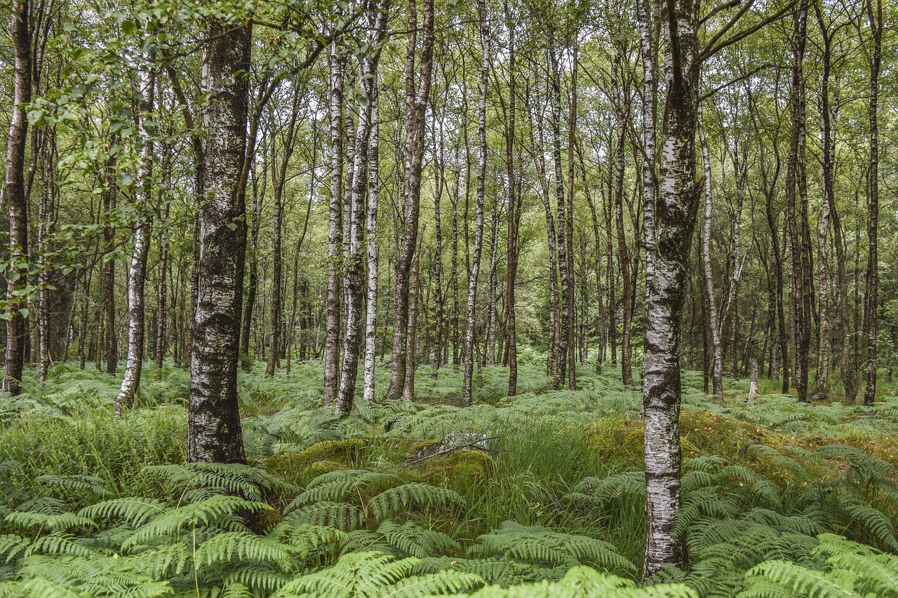 화담숲 자작나무 관련 사진