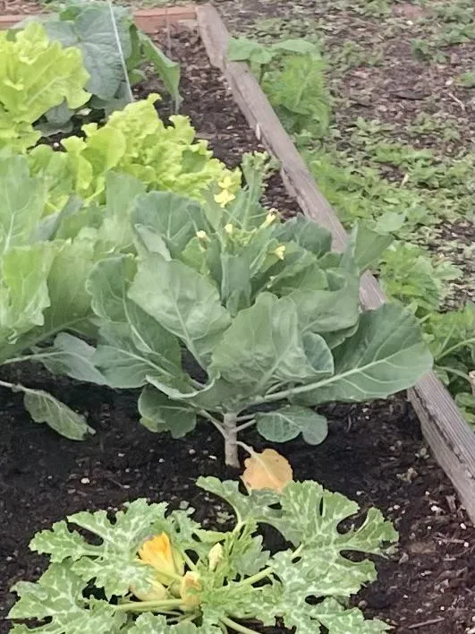 콜라드 재배 상자 텃밭 배양토 배합 병해 줄이기_7