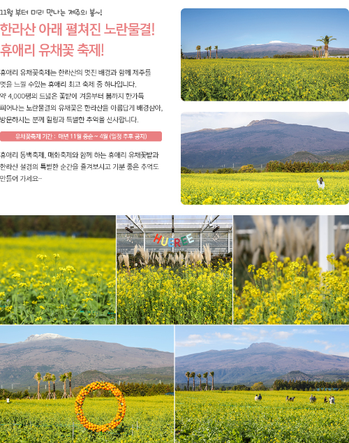 제주 휴애리 유채꽃 축제 꿀팁, 기본정보, 포인트, 코스, 일정