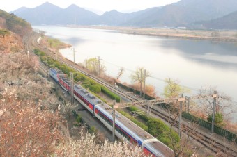 원동 매화축제 안내 2025년
