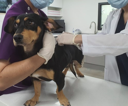 반려동물 진료비 지원1