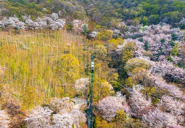 봄-화담숲-벚꽃