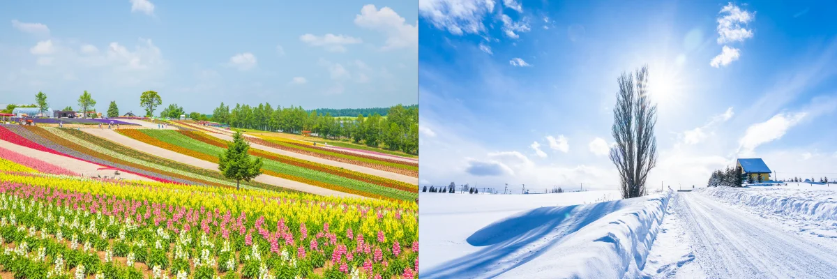 비에이 &amp; 후라노 가볼 만한 곳