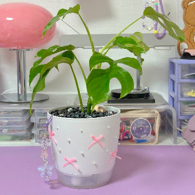 히메 몬스테라 수경재배