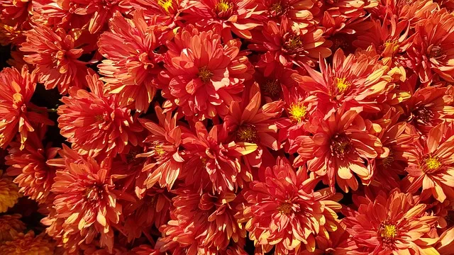 용인 민속촌 입장료 혜택 할인_9