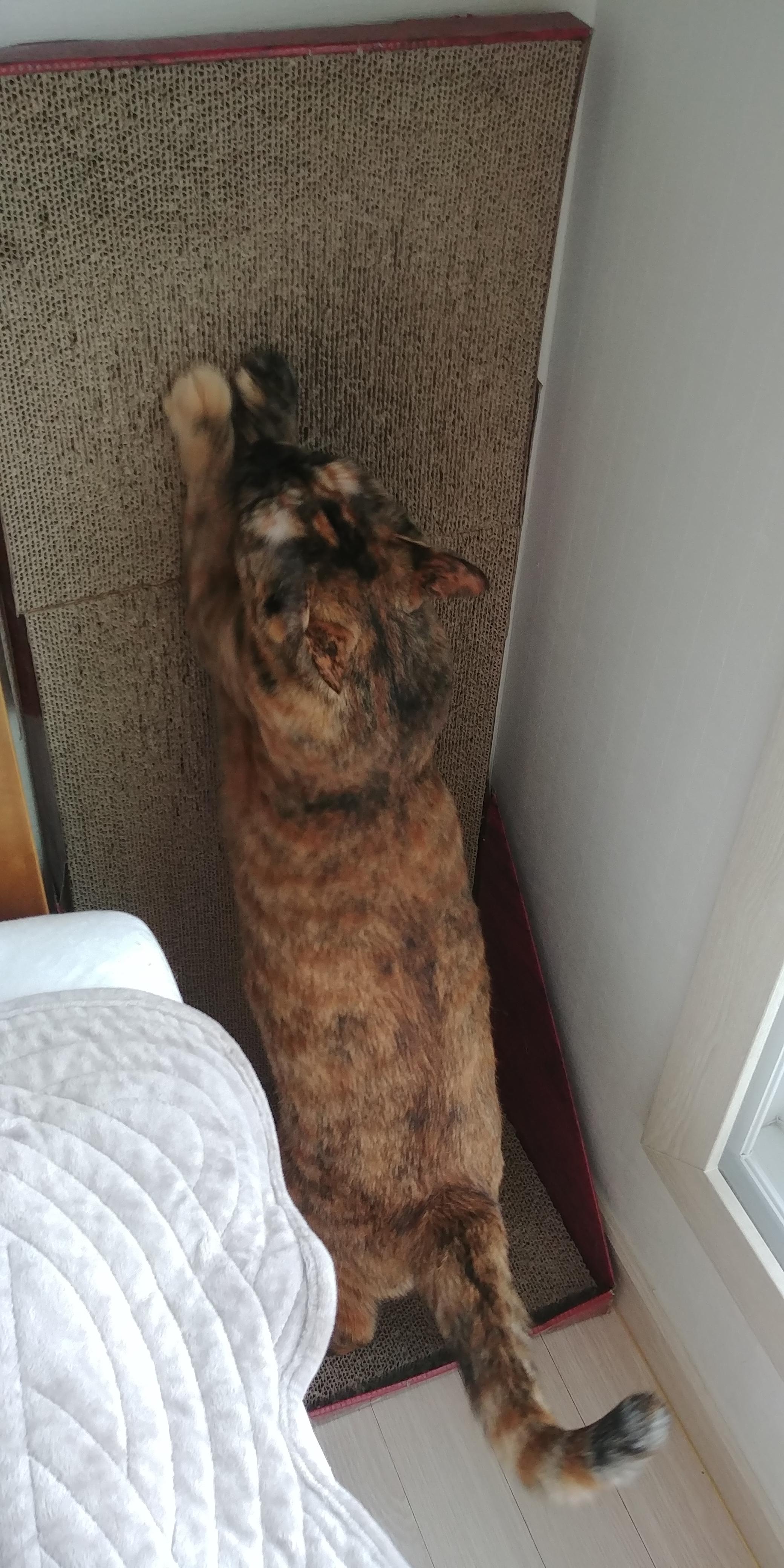 은둔형 고양이 카오스삼색이 사랑이