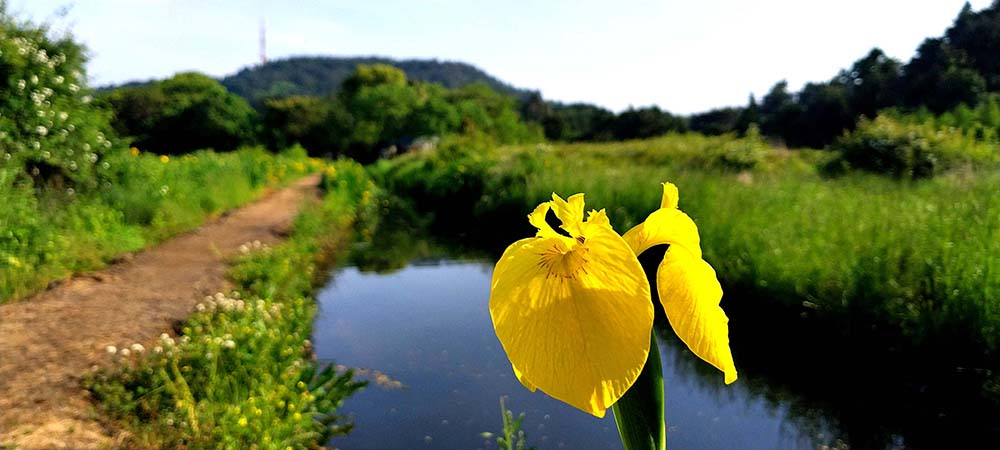 하논오름 노란창포꽃