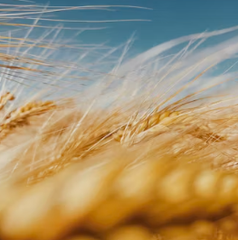 카무트 효소 부작용 분말 다이어트