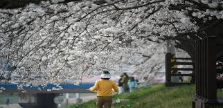 2024 정읍 벚꽃 축제 기본일정과 프로그램 내용 소개