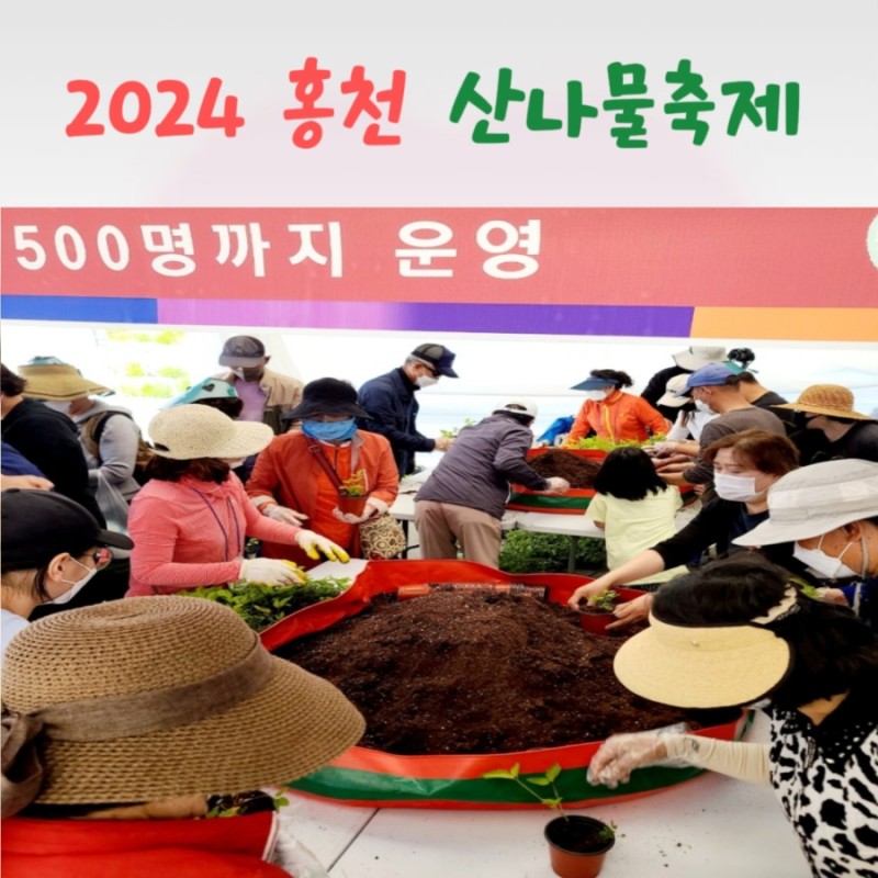  강원 N 홍천 산나물 축제 특징