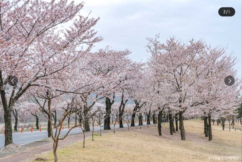 제17회 전농로 왕벚꽃축제
