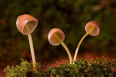 독특한 버섯을 수확 & 연구하는 취미