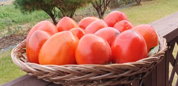 대봉감 홍시 만드는법, 말랭이 만드는법, 곶감 만드는법 그리고 효능 및 보관방법