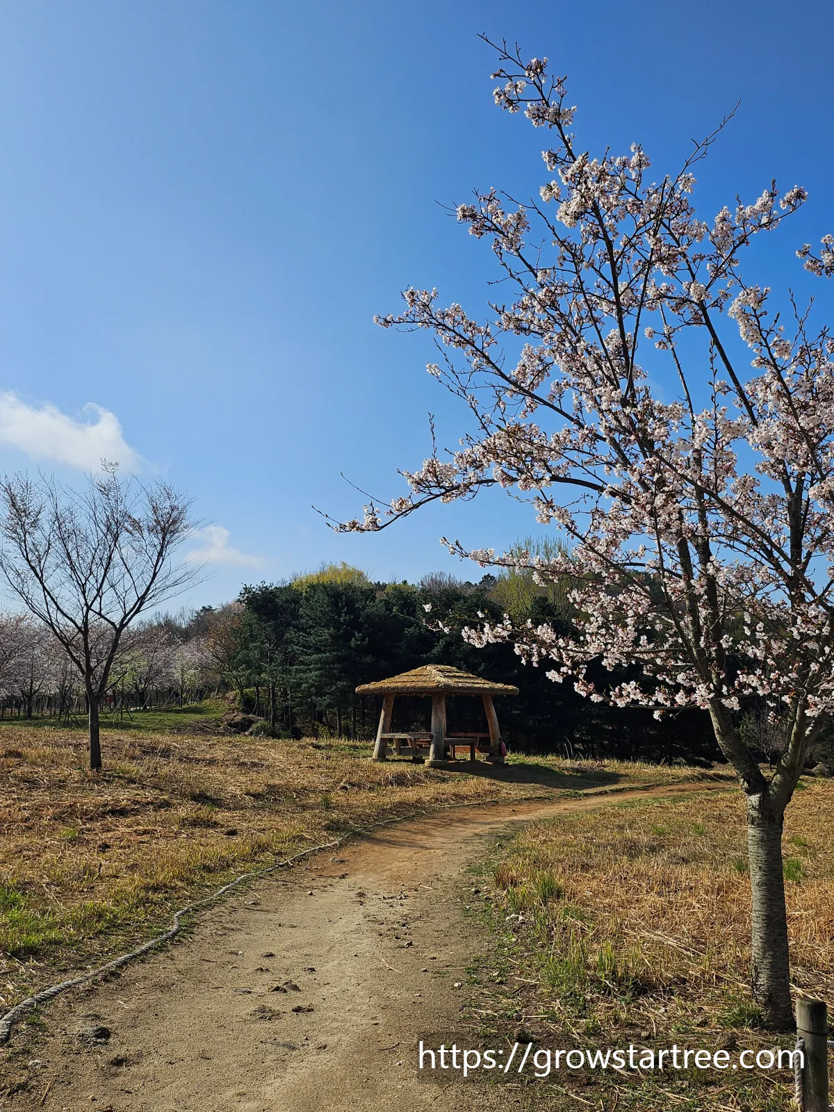 인천 연수구 봉재산 벚꽃