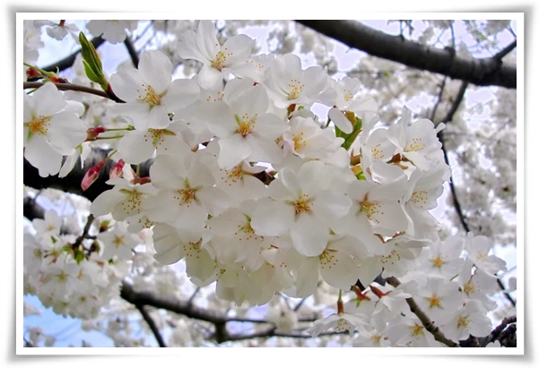 "벚꽃" 희망과 새로운 시작의 상징 봄의 전령사!