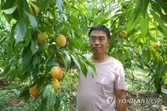 복숭아 재배 꽃 솎기 잎 따기 갈반병 방제_12