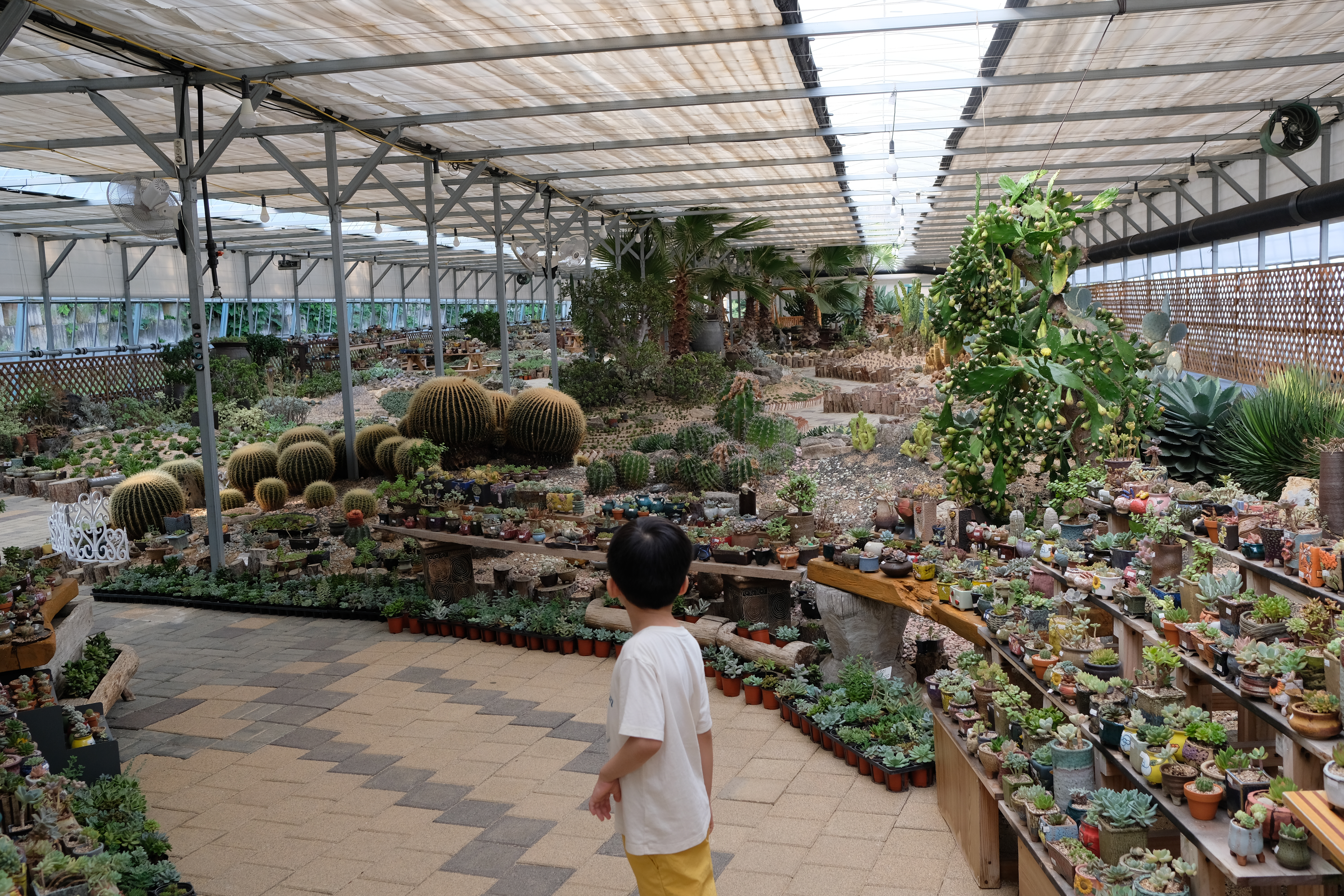 덕평공룡수목원 선인장 및 다육생물 식물원
