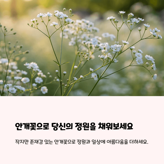 안개꽃