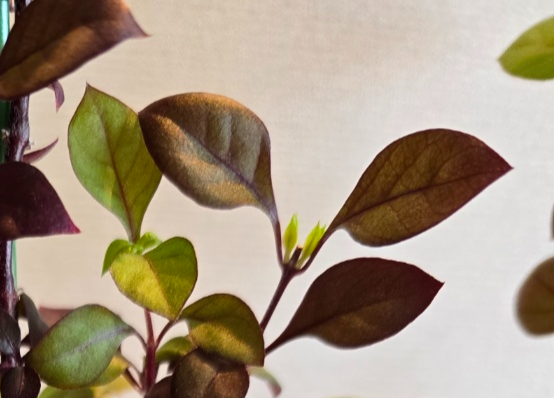 가지치기해주고난뒤 나오는 새순의 모습