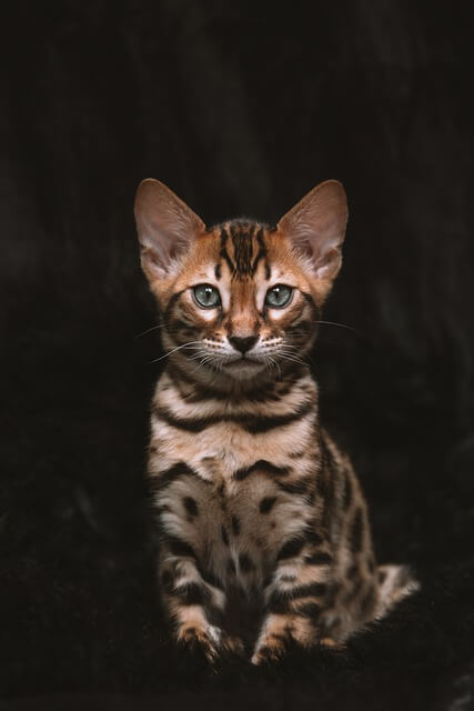 고양이 혈뇨 원인&amp;#44; 증상&amp;#44; 그리고 대처 방법