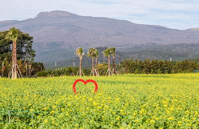 제주 유채꽃 축제