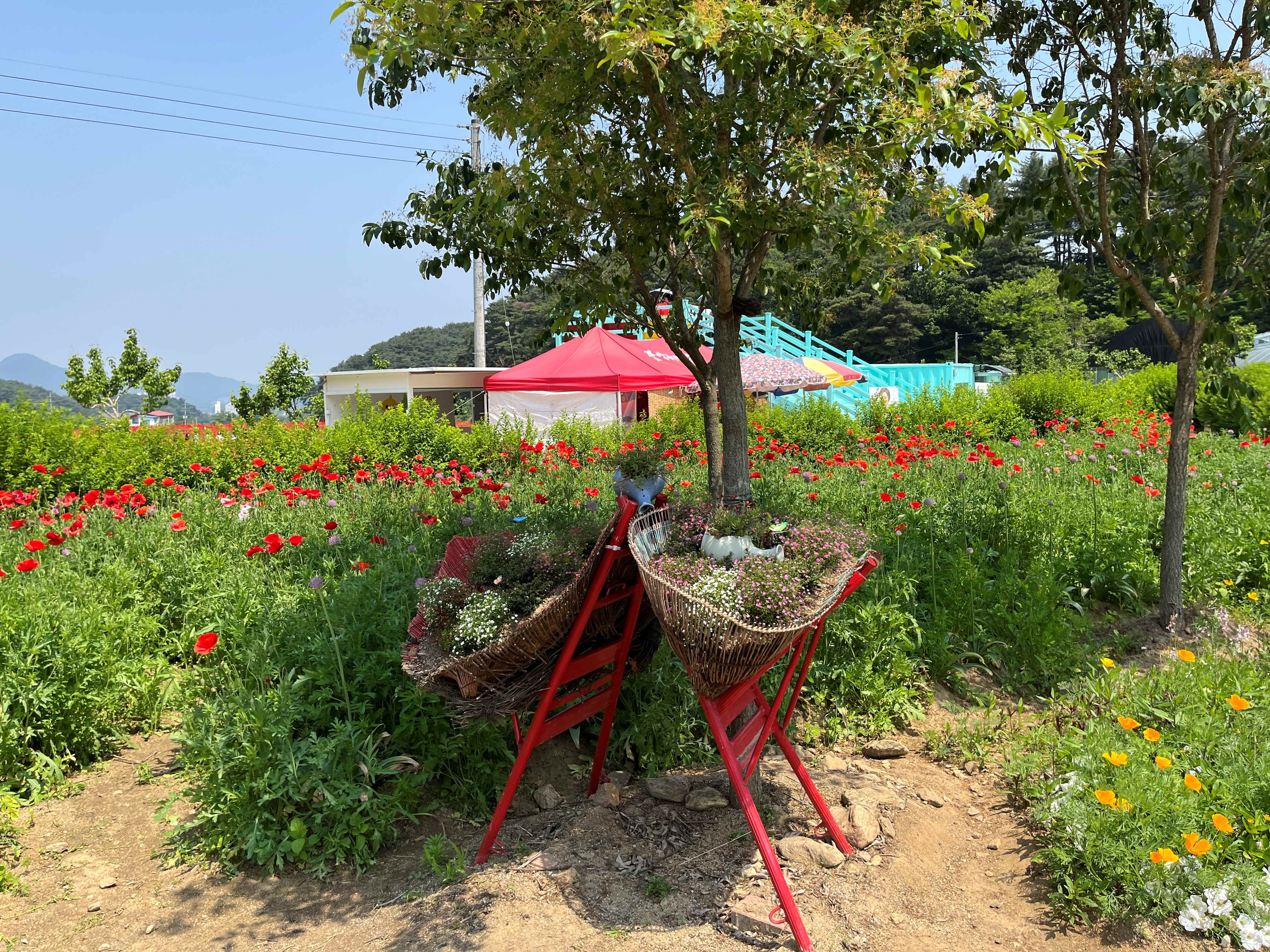 용수골 꽃양귀비 축제