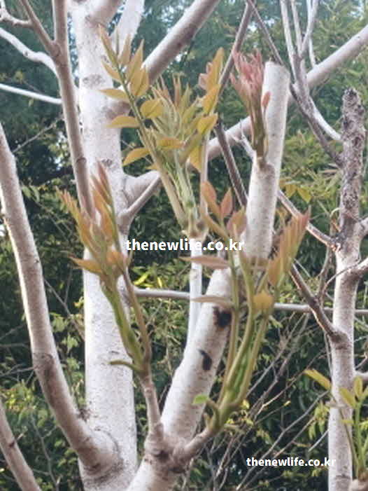 가죽나물 효능 부작용 위장 소화 기능