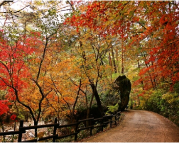 단풍 명소 속리산_2