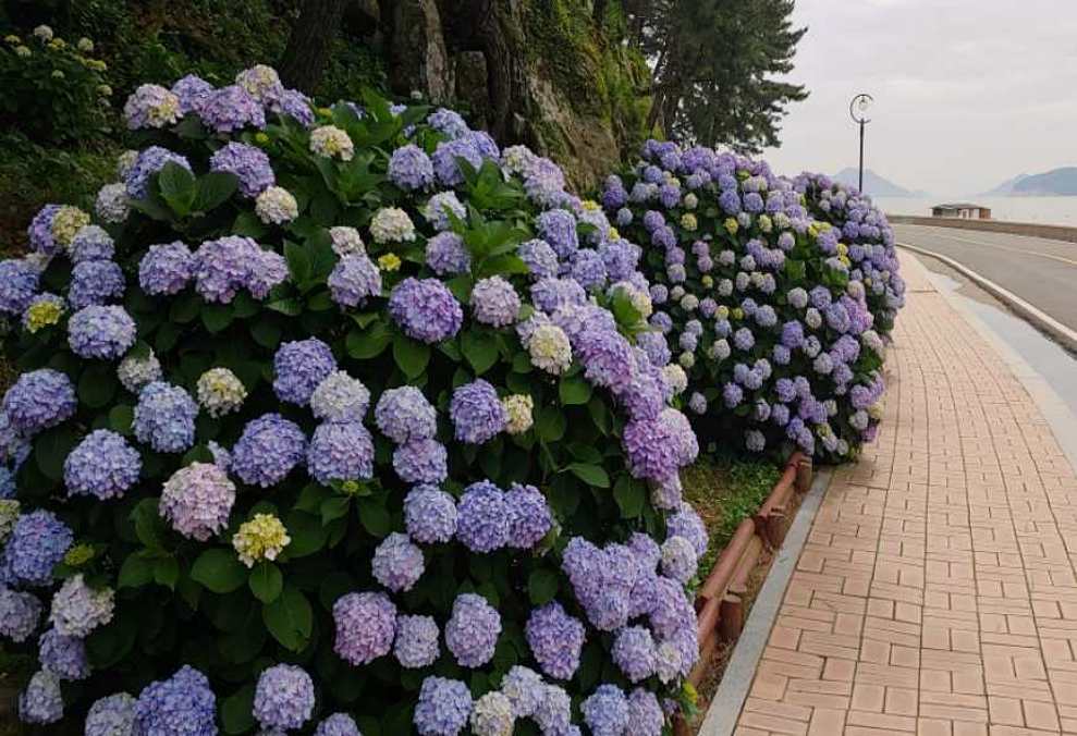 남부면 수국축제