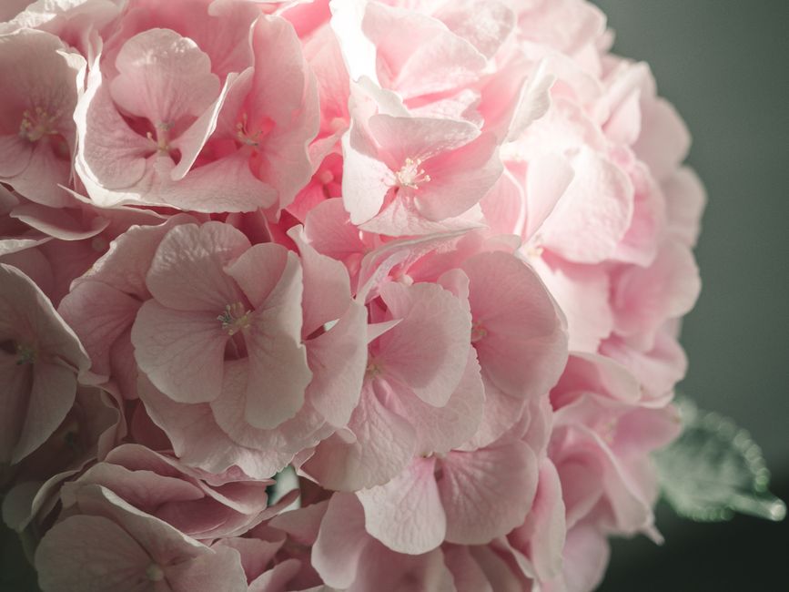 Beautiful close-up of pink hydrangea blooms showcasing their delicate texture and soft hues.