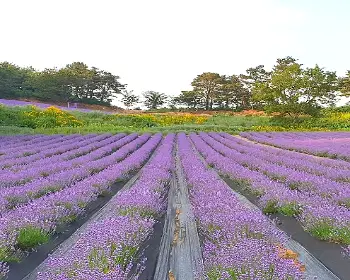 고창 청농원 라벤더 축제_23