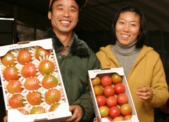 6시내고향-부산-대저토마토