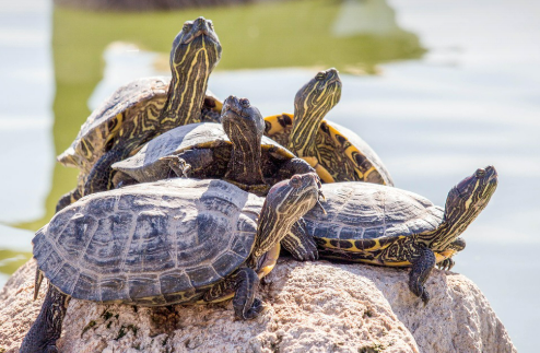 파충류 먹이부터 테라리움까지 완벽 가이드