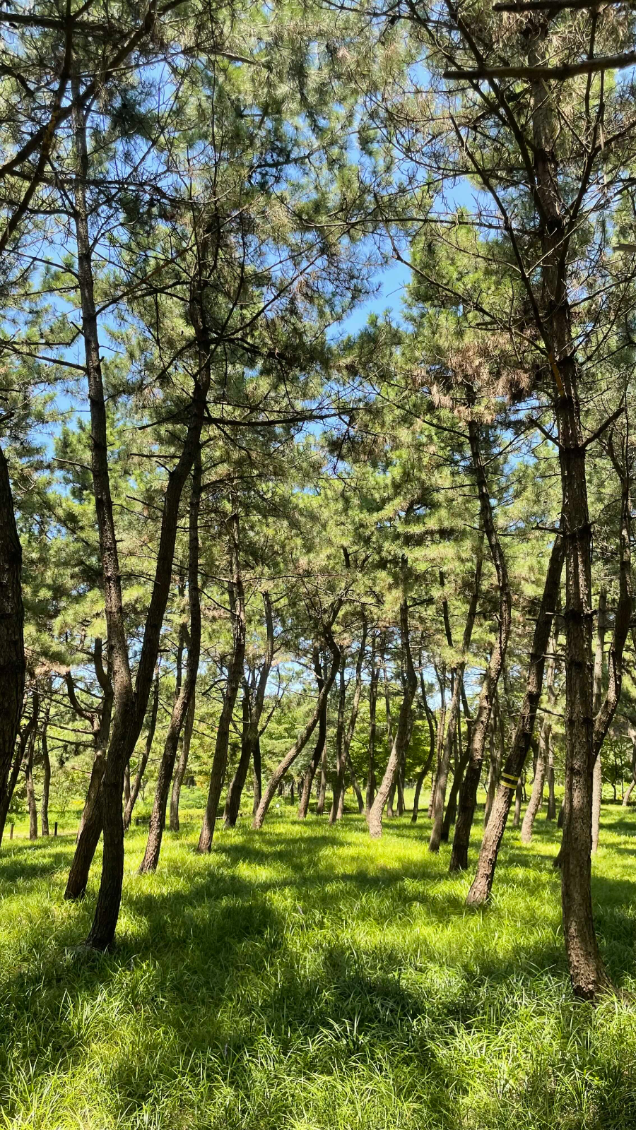 장항 송림 산림욕장