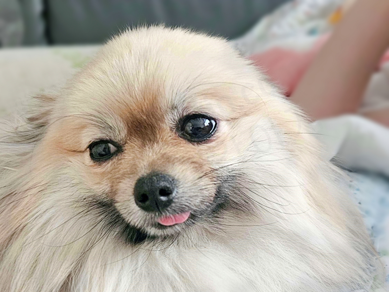 자다가 깨서 주변을 살피는 강아지